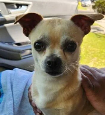 A046917 - Chihuahua available for adoption