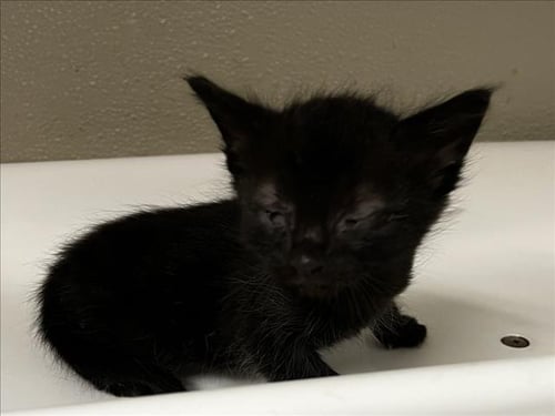 NELSON - Domestic Short Hair available for adoption