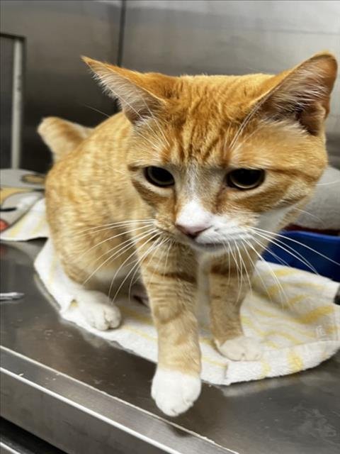 CARNELIAN - Domestic Short Hair available for adoption