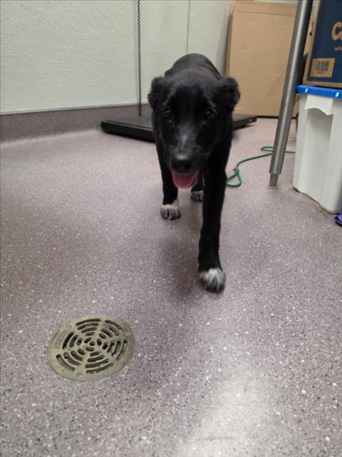 HELEN - Labrador Retriever / Border Collie available for adoption