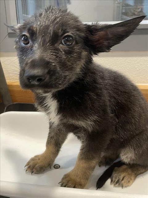 AGAVE - German Shepherd Dog available for adoption