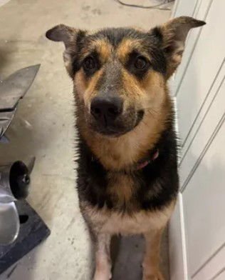 A046578 - German Shepherd Dog available for adoption