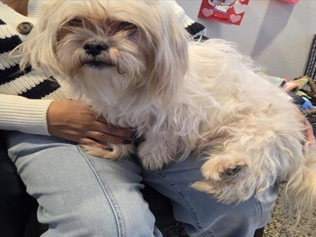 A046819 - Maltese available for adoption