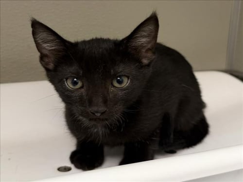 JACK - Domestic Short Hair available for adoption