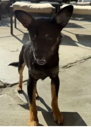 DUBLIN - Chihuahua available for adoption