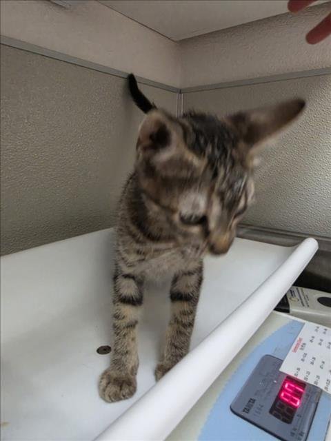 AMBER - Domestic Short Hair available for adoption
