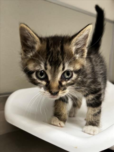 BOSQUE - Domestic Short Hair available for adoption