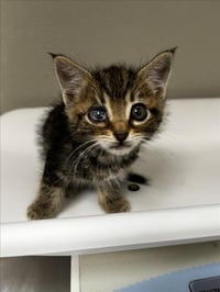 ZORRO - Photo 1