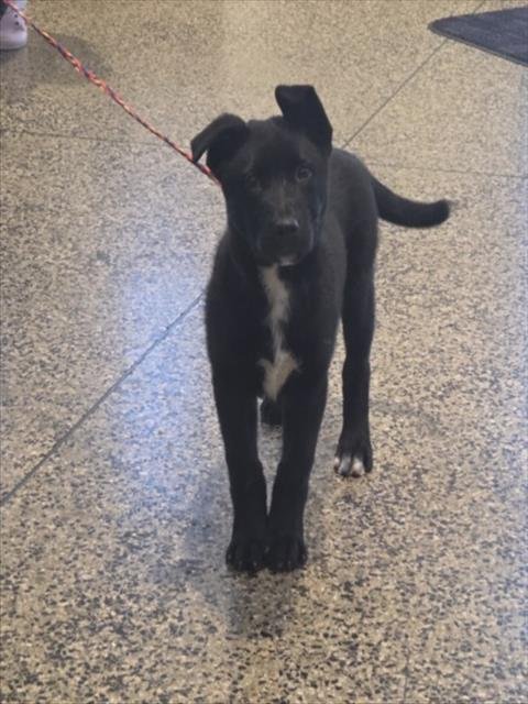 A046925 - Border Collie / Pit Bull Terrier available for adoption