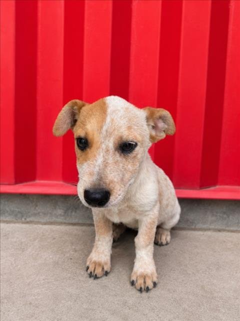 ARTHUR - Australian Cattle Dog/Blue Heeler available for adoption