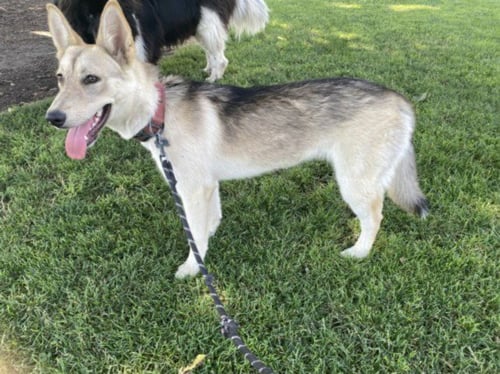 A047734 - Husky available for adoption