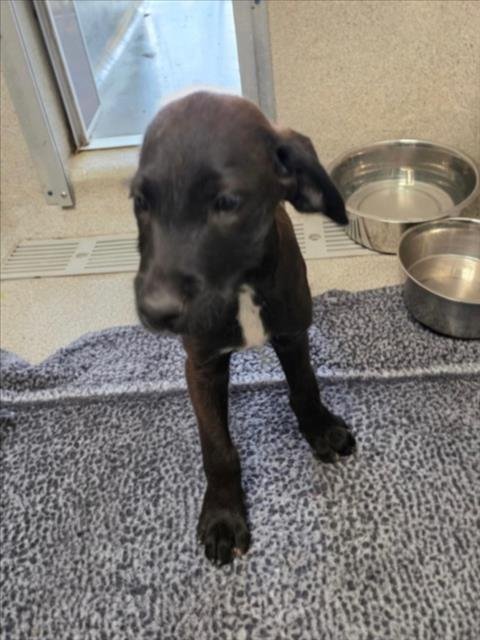 MOANA - Giant Schnauzer / Labrador Retriever available for adoption