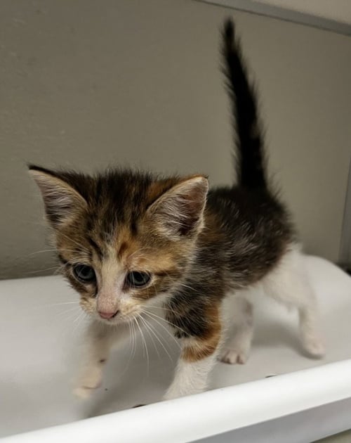 CAMELIA - Domestic Short Hair for adoption in Modesto