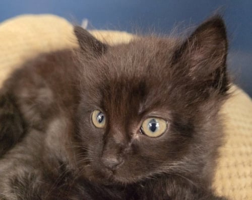 CANELO - Domestic Medium Hair available for adoption