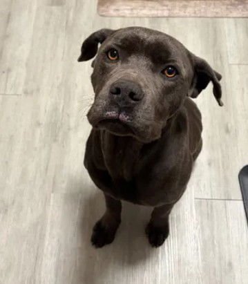 A046667 - Labrador Retriever / Pit Bull Terrier available for adoption