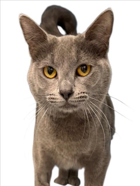 MOONSTONE - Domestic Short Hair available for adoption