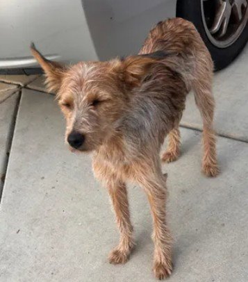 A047056 - Queensland Heeler / Cairn Terrier available for adoption