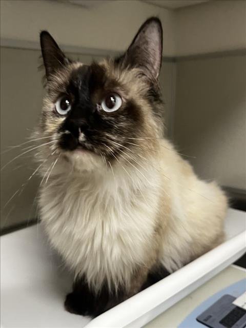 LOVEY - Siamese available for adoption