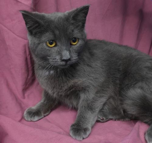 LARA - Domestic Short Hair available for adoption