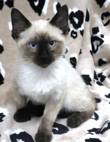 SILVER - Siamese available for adoption