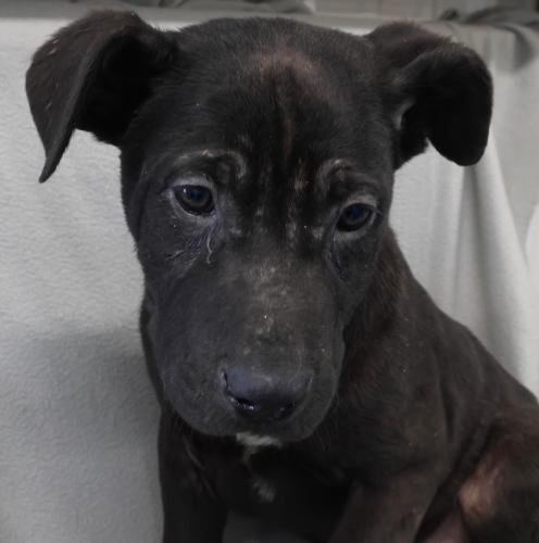 NIBLISH - Shepherd / Labrador Retriever available for adoption