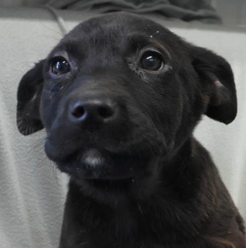 NAKWE - Shepherd / Labrador Retriever available for adoption
