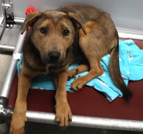 FEYRE - Shepherd available for adoption