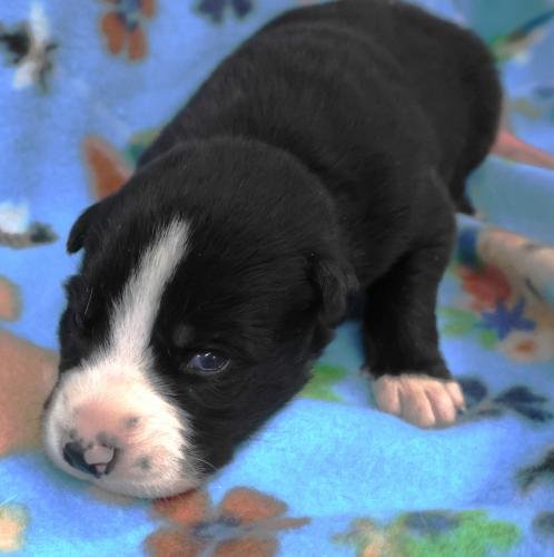 DODGE - Border Collie / Shepherd available for adoption