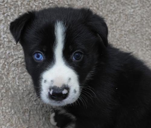 DODGE - Border Collie / Shepherd available for adoption