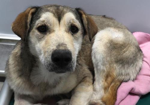 ELAINE - Shepherd available for adoption