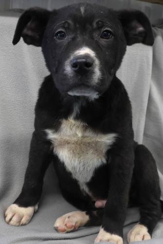 NIBI - Shepherd / Labrador Retriever available for adoption