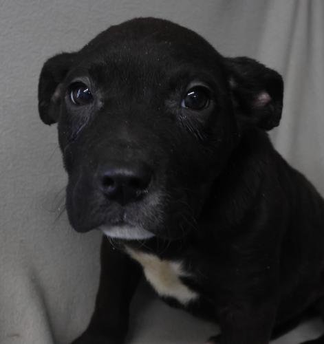 NEMA - Shepherd / Labrador Retriever available for adoption