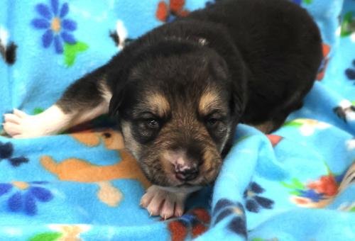 DYLAN - Border Collie / Shepherd available for adoption