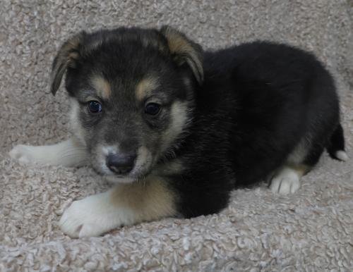 DYLAN - Border Collie / Shepherd available for adoption