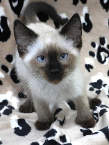 SMOKE - Siamese / Extra-Toes Cat (Hemingway Polydactyl) available for adoption