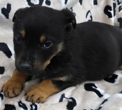 ODE - Shepherd available for adoption