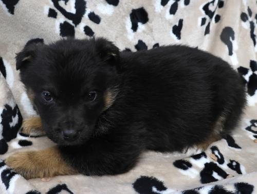 OKIS - Shepherd available for adoption