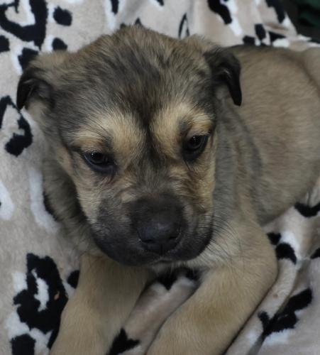 OKAN - Shepherd available for adoption