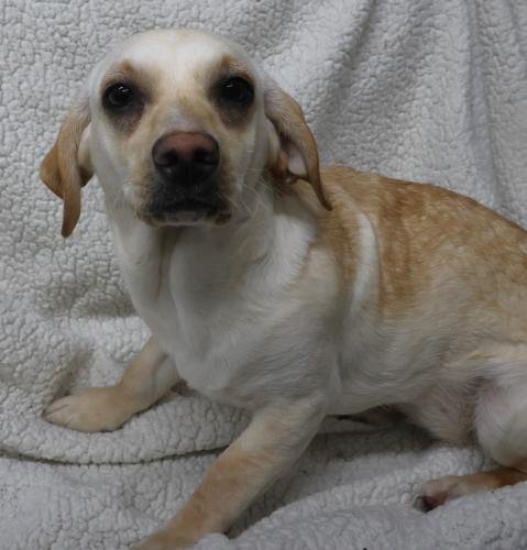 TATOR - Terrier available for adoption