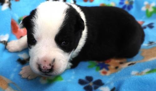 DEEDEE - Border Collie / Shepherd available for adoption