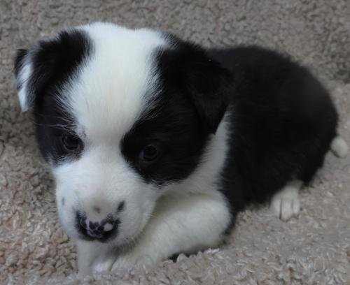 DEEDEE - Border Collie / Shepherd available for adoption