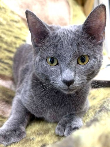CRICKET - Domestic Short Hair / Extra-Toes Cat (Hemingway Polydactyl) available for adoption