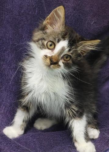 HOPI - Domestic Short Hair available for adoption