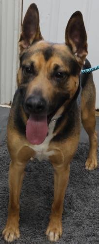 PONCHO - Shepherd available for adoption