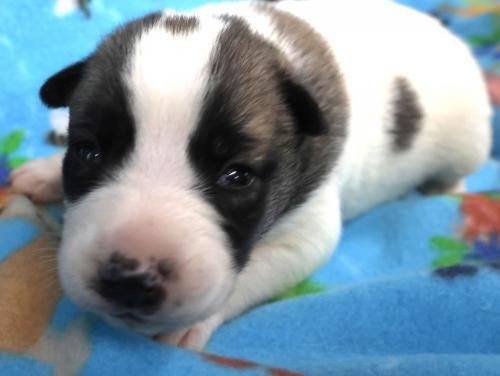 DIXIE - Border Collie / Shepherd available for adoption