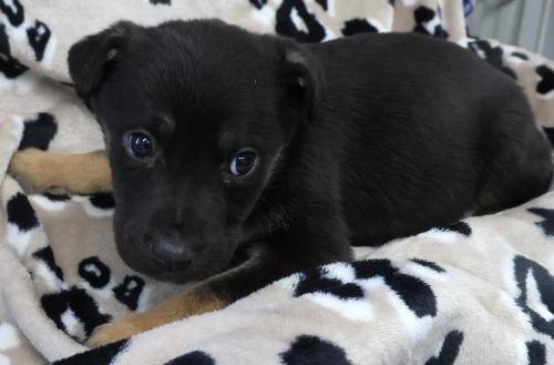 OMAZIN - Shepherd available for adoption