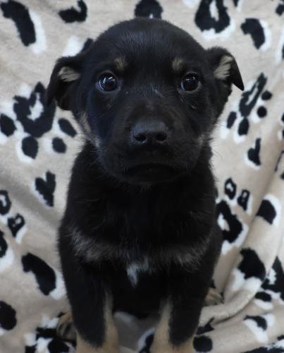 OMER - Shepherd available for adoption