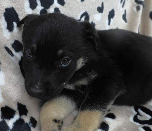 ODII - Shepherd available for adoption