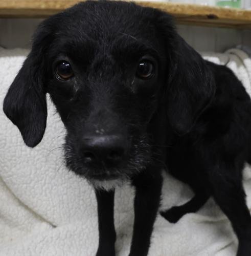 EMMALOU - Terrier available for adoption