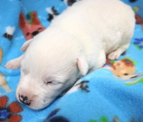 DELILAH - Border Collie / Shepherd available for adoption